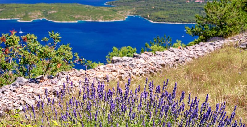 Lavender Hvar Croatia