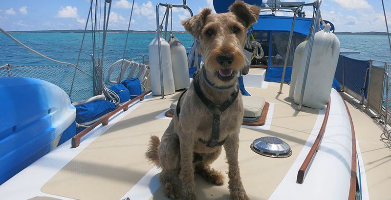 sailing-with-dogs-lifejacket-safety